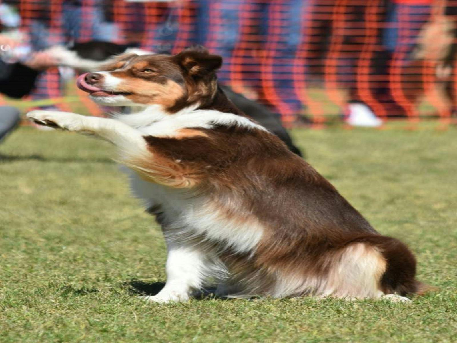 Image for Dogs in the Park NSW Orange