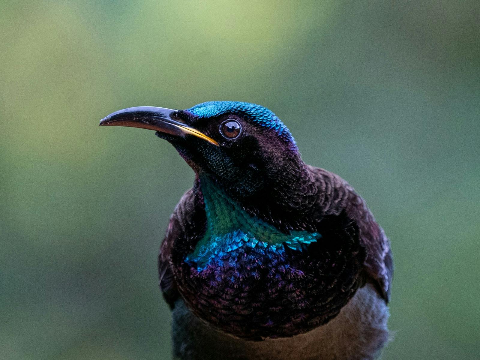 Victoria's Riflebird showing off its wonderful colours Victoria's Riflebird showing off its wonderful colours