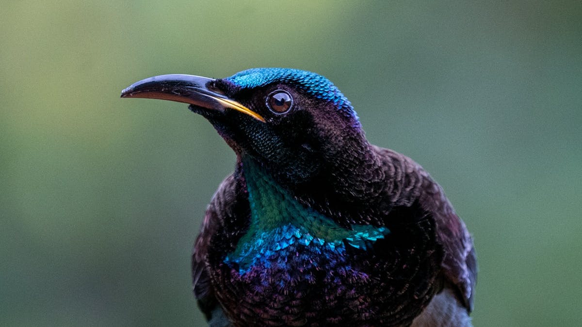 Victoria's Riflebird showing off its wonderful colours
