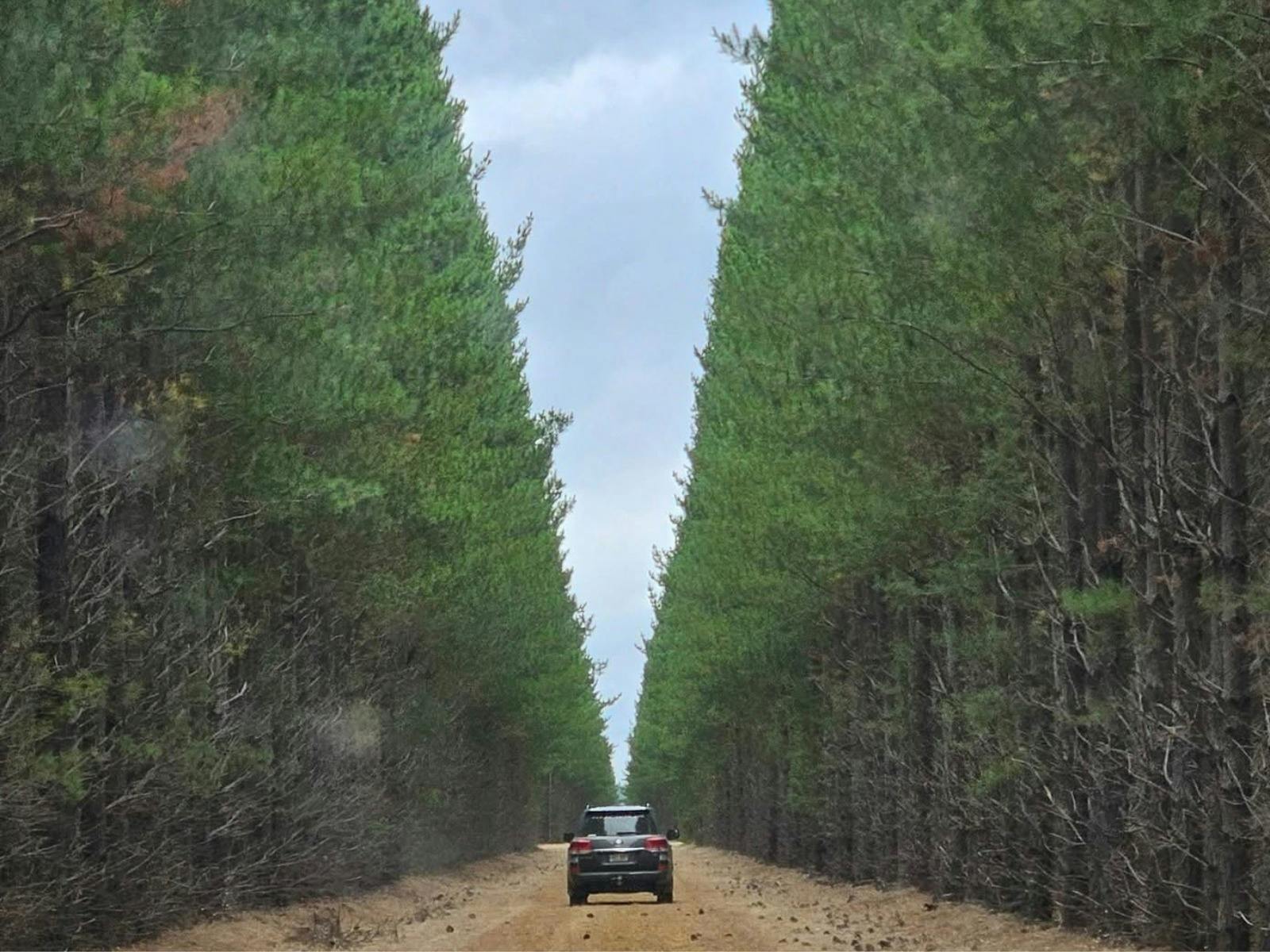 Driving through a pine forrest