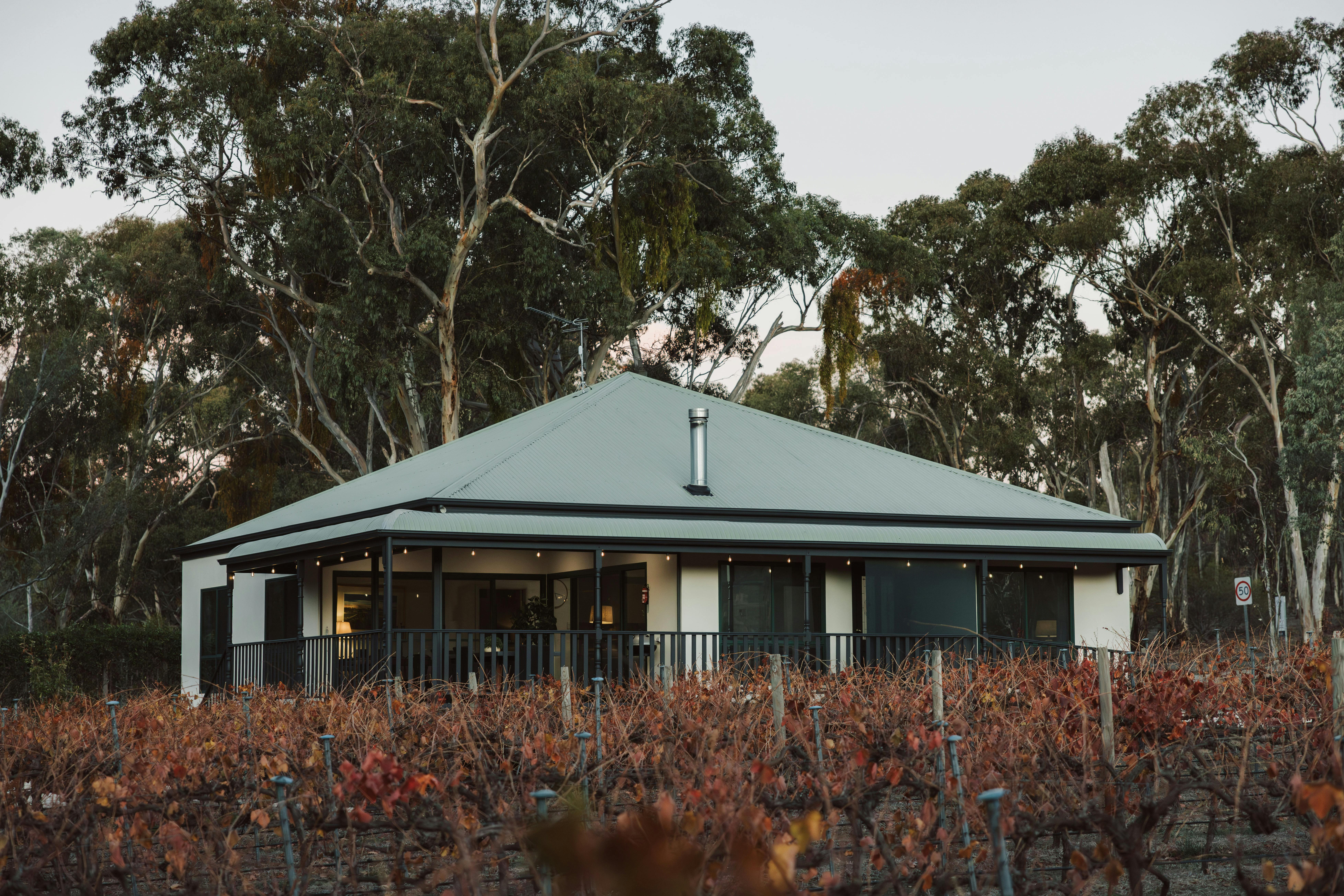 The Vines