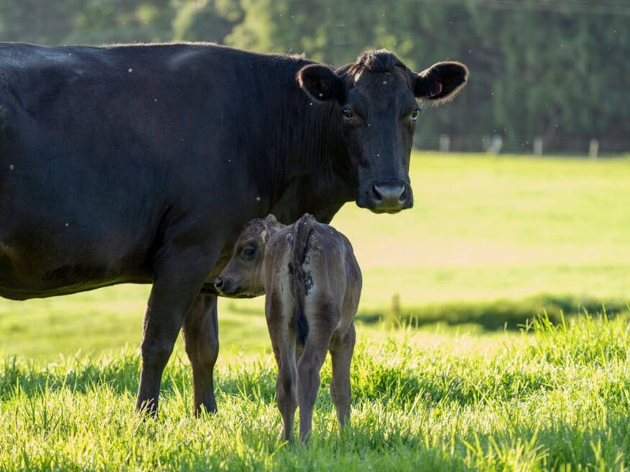 Cow