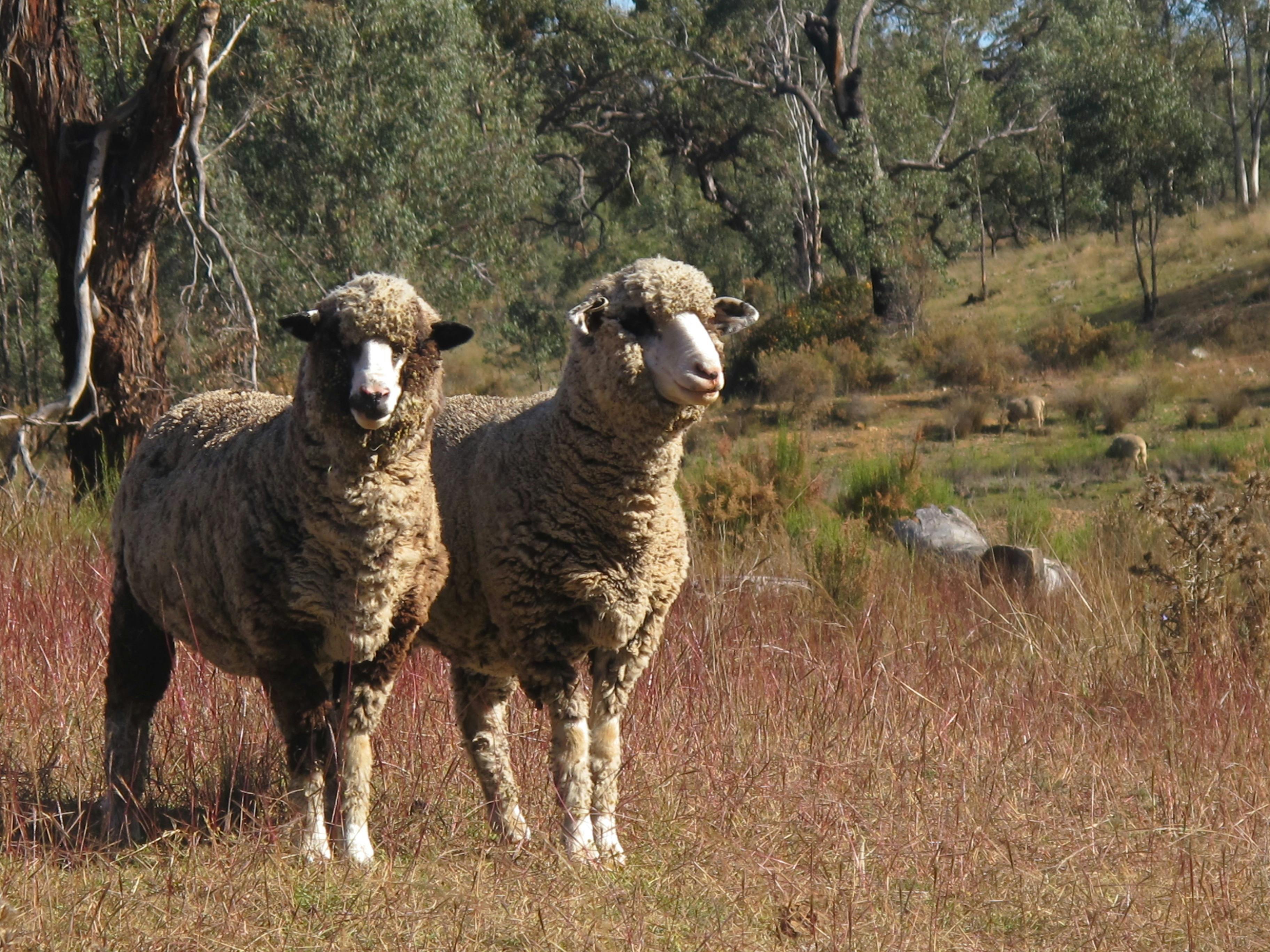 Very Friendly  Sheep