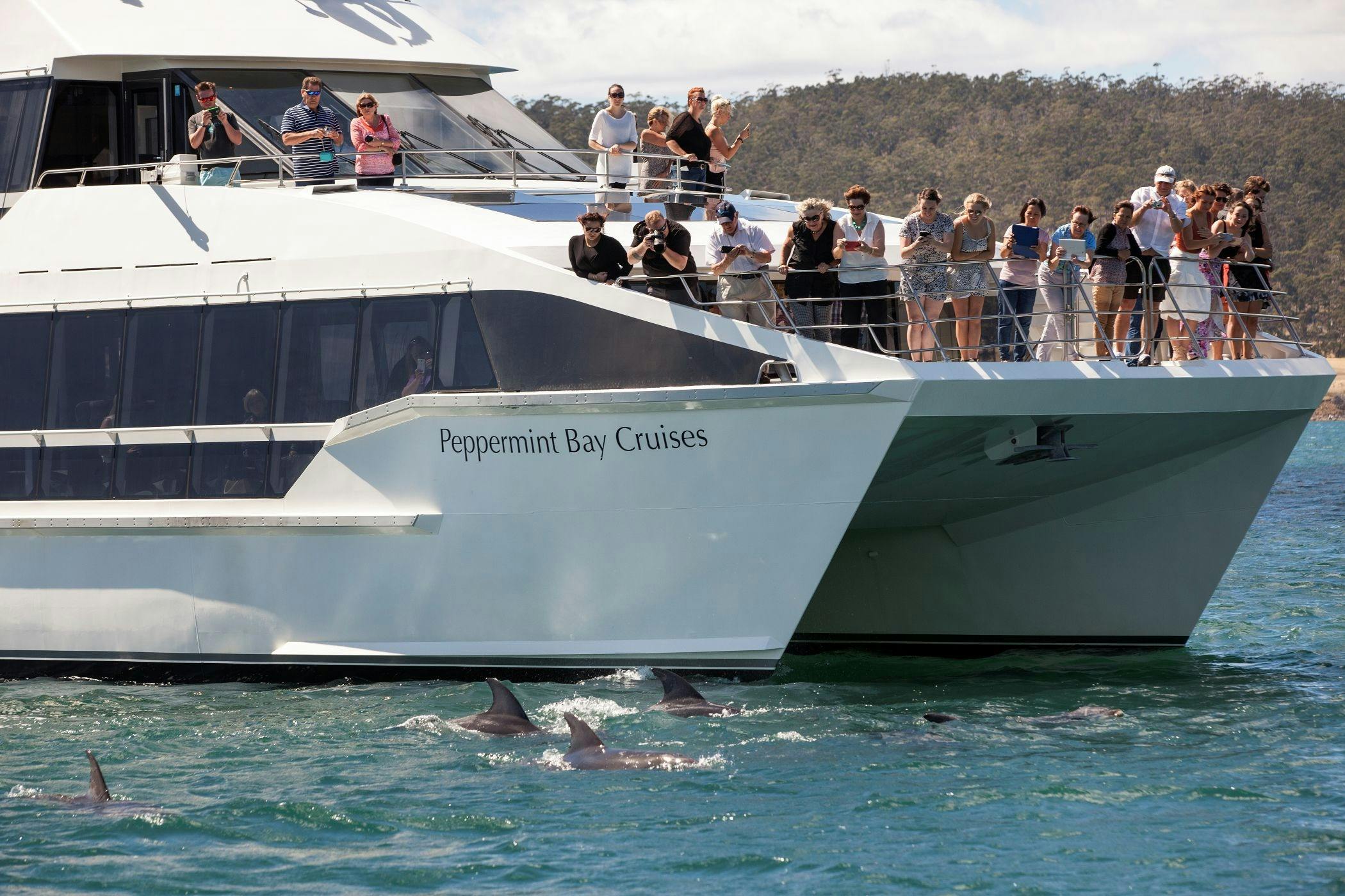 Guests on the bow of a white catamaran watching dolphins