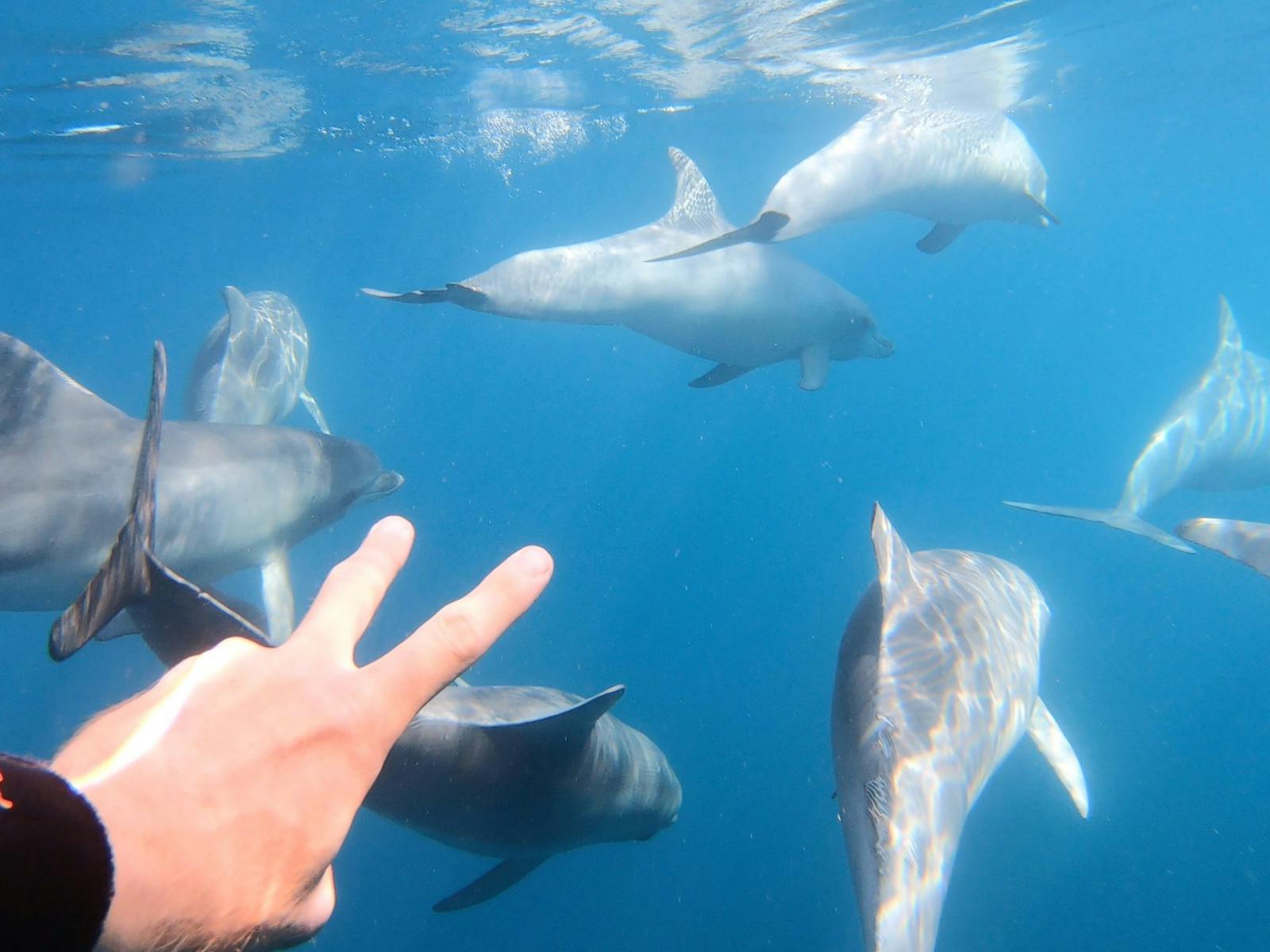 Wild Dolphin Tour Front Swim Perspective