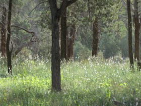 Wild Flowers Doyle's camp