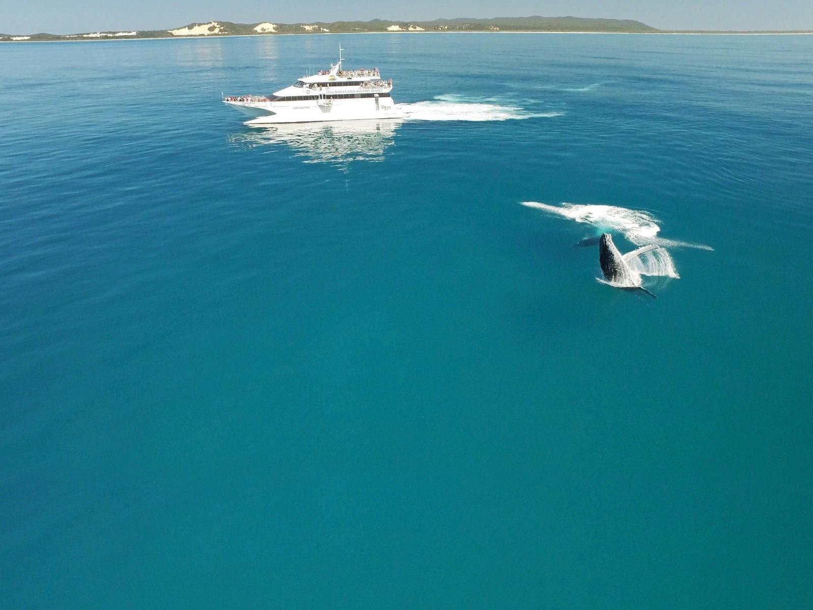 Whale Watching Cruise