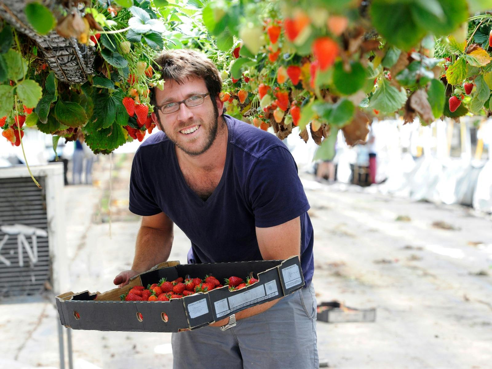 ベリーリシャスイチゴ