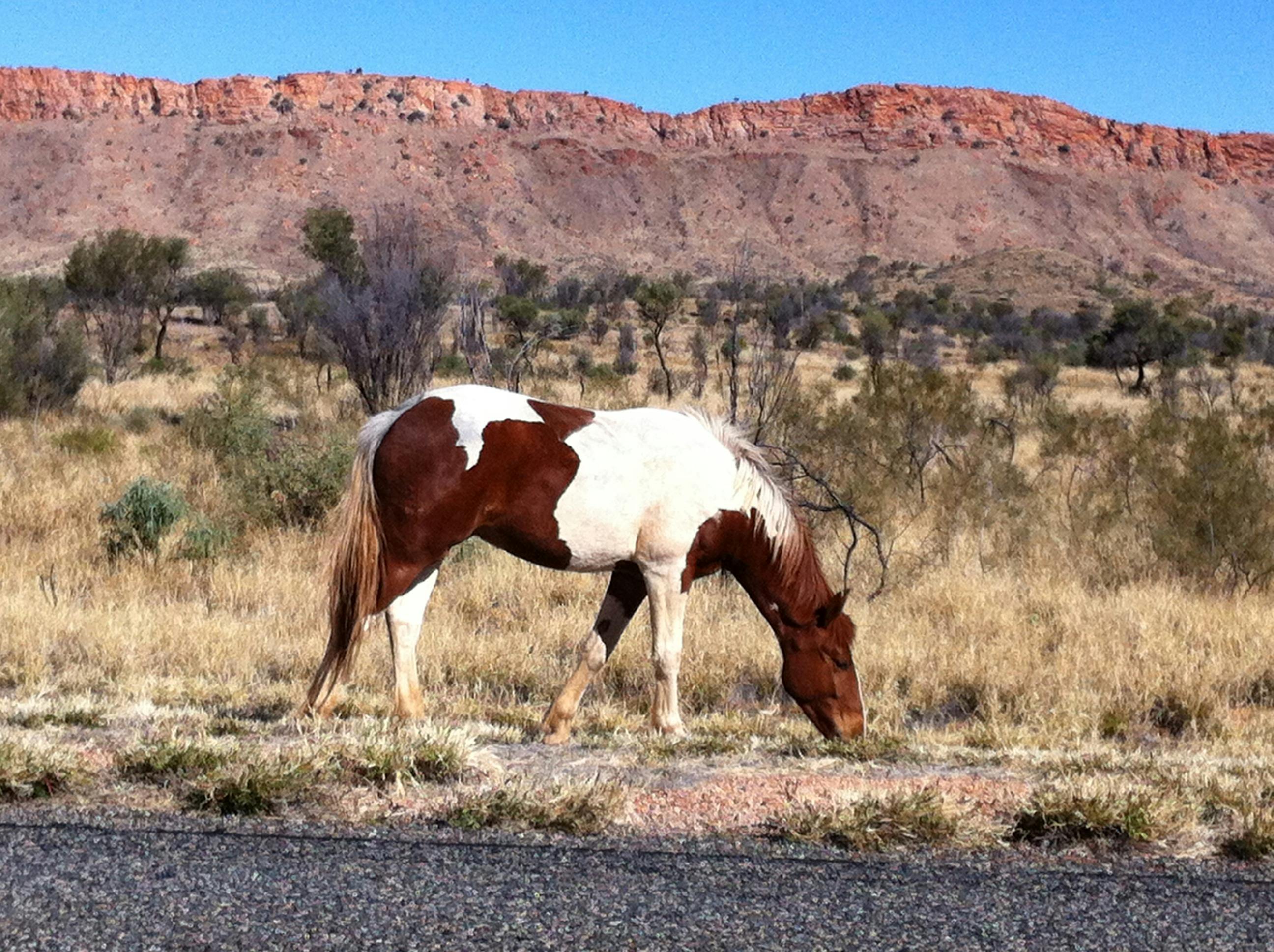 West MacDonnell Ranges Brumby Wild Horse Animals