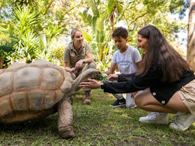 Woman and child feeding Giant Aldabra Tortoise foliage on lawn