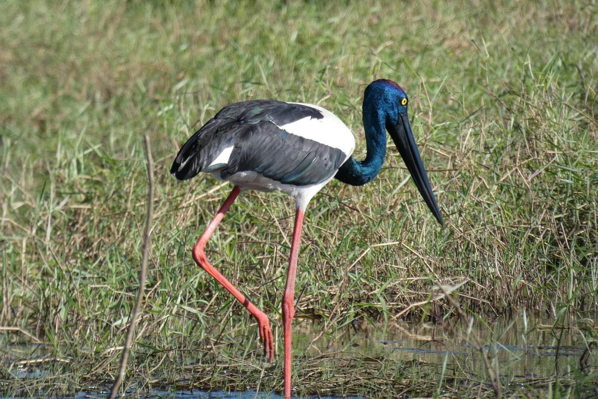 Autopia Tours - Fogg Dam Conservations Reserve