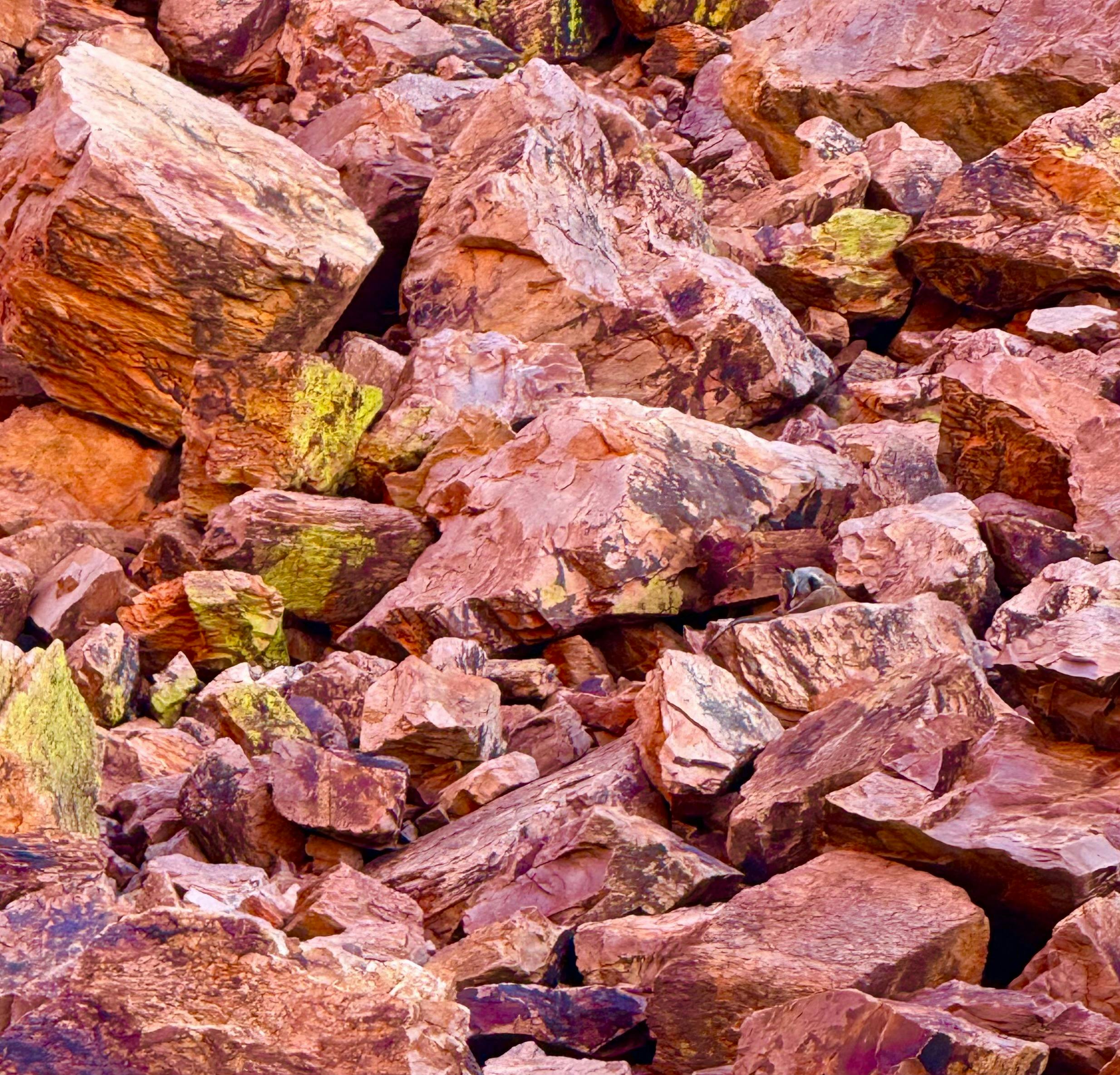 Aroa (Wallaby) sitting on the rocks