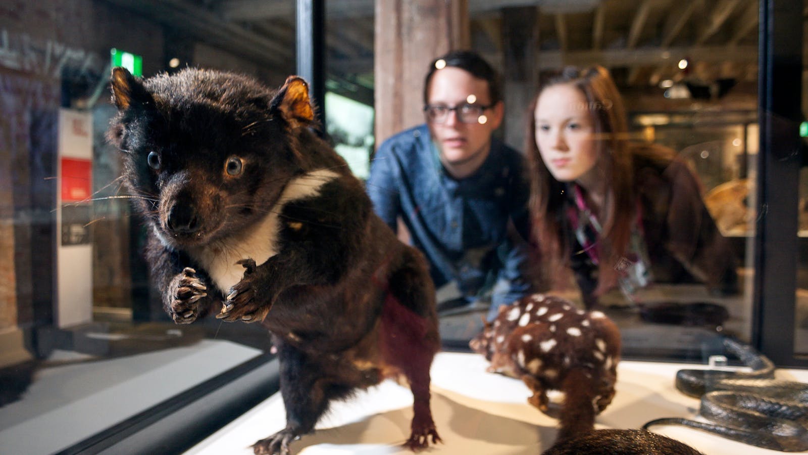Tasmanian natural history exhibition 