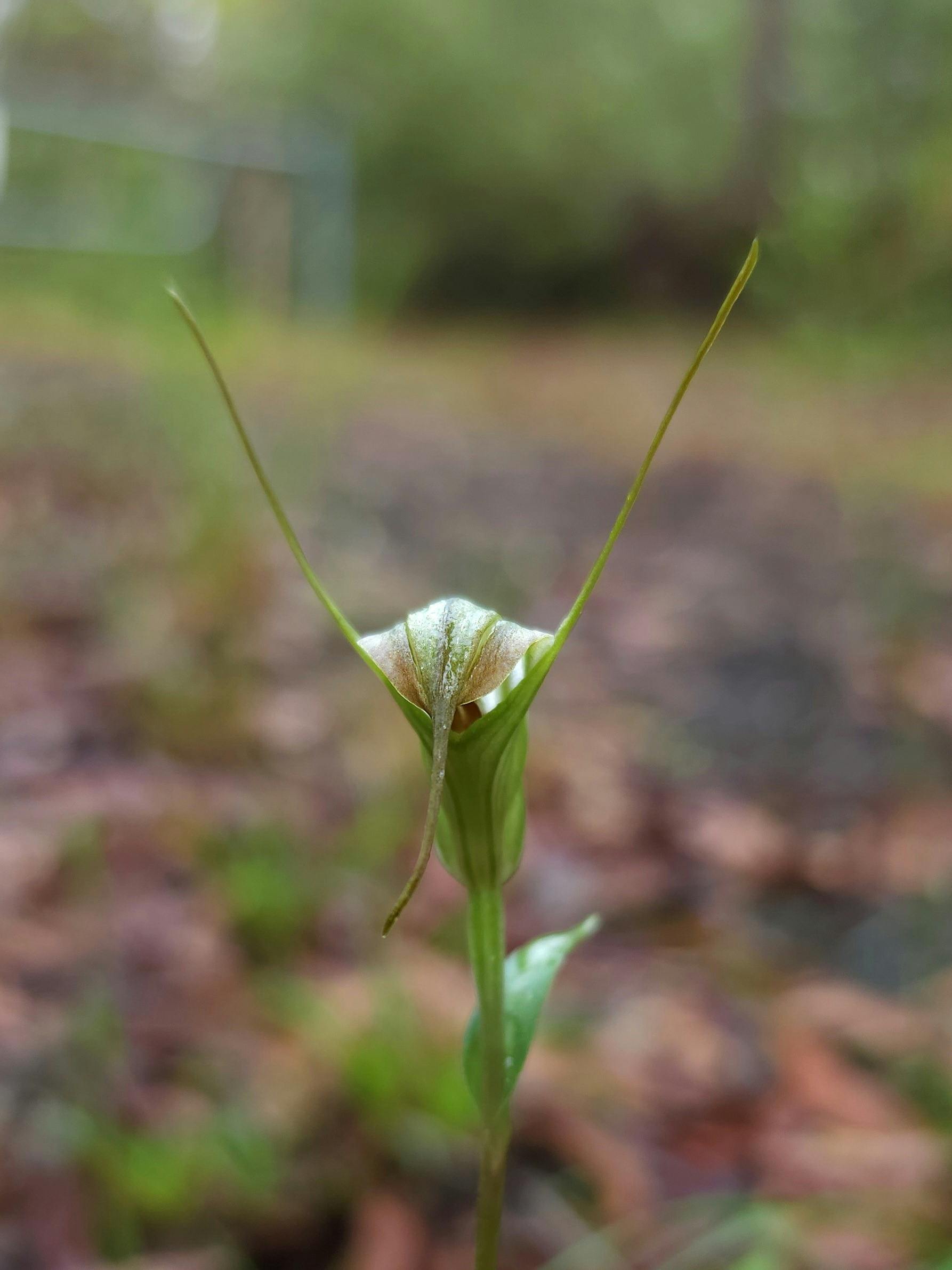 Pterostylis decurva