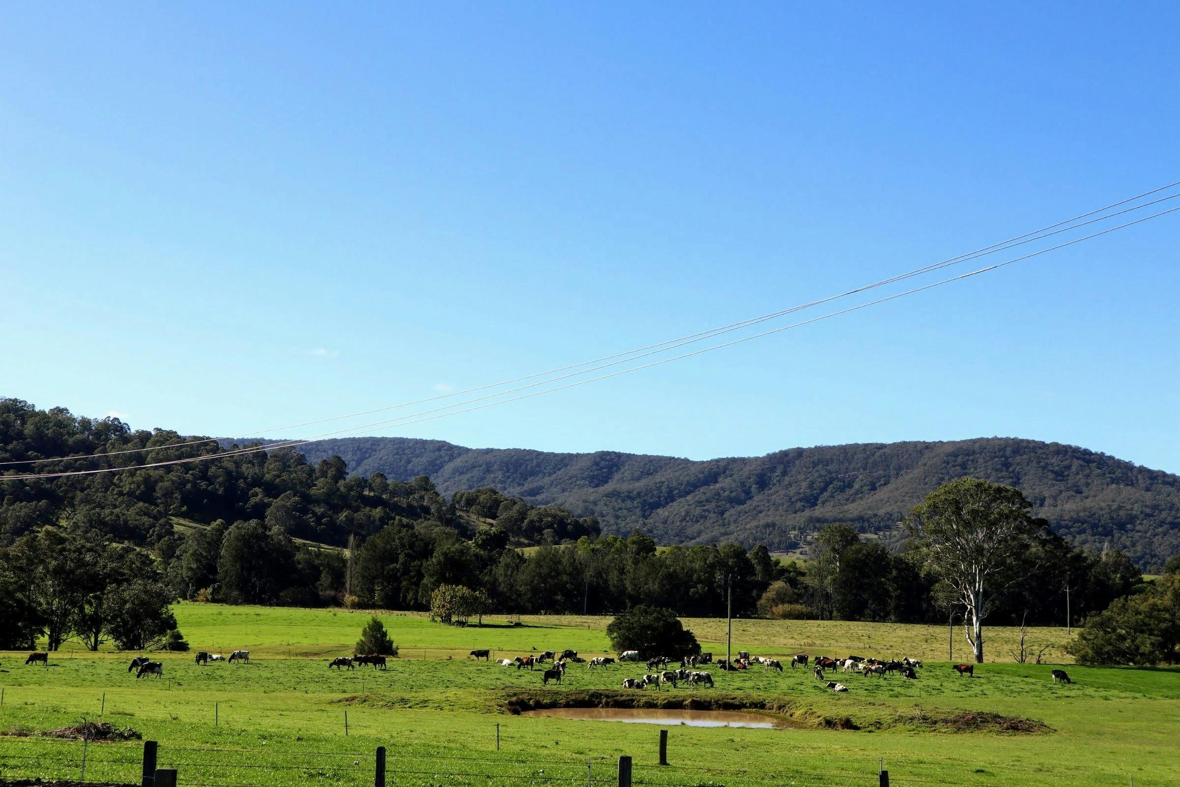 Farm Visit Dungog NSW Holidays & Things to Do