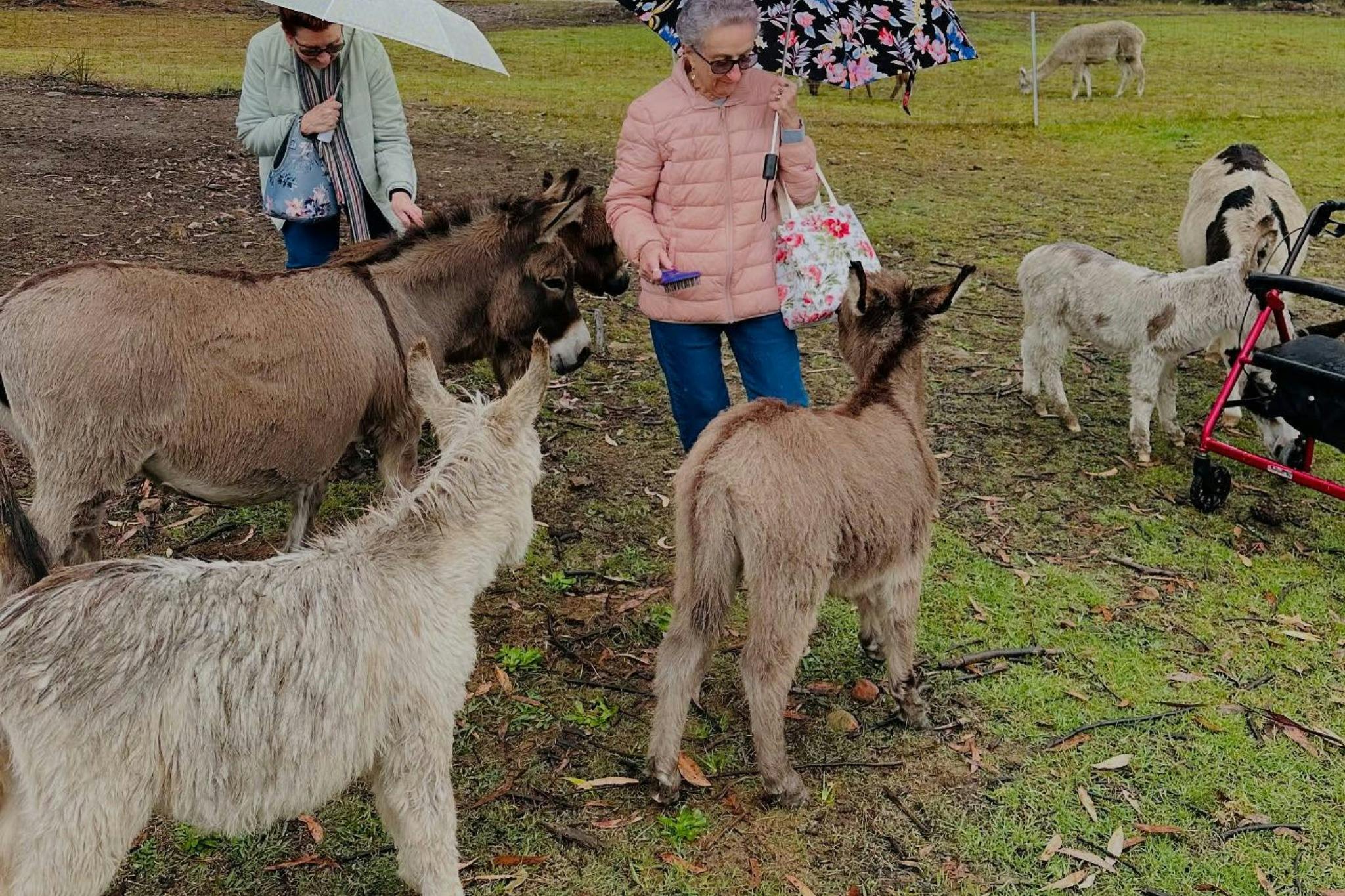 ドンキーグループツアー