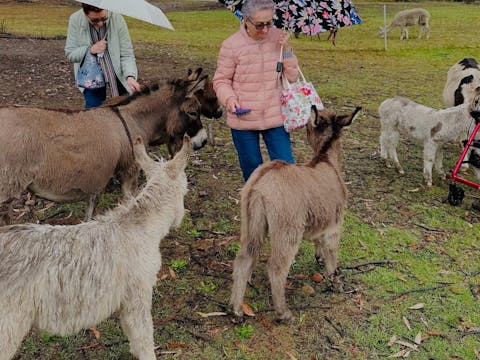 That'll Do Donkey Group Tour