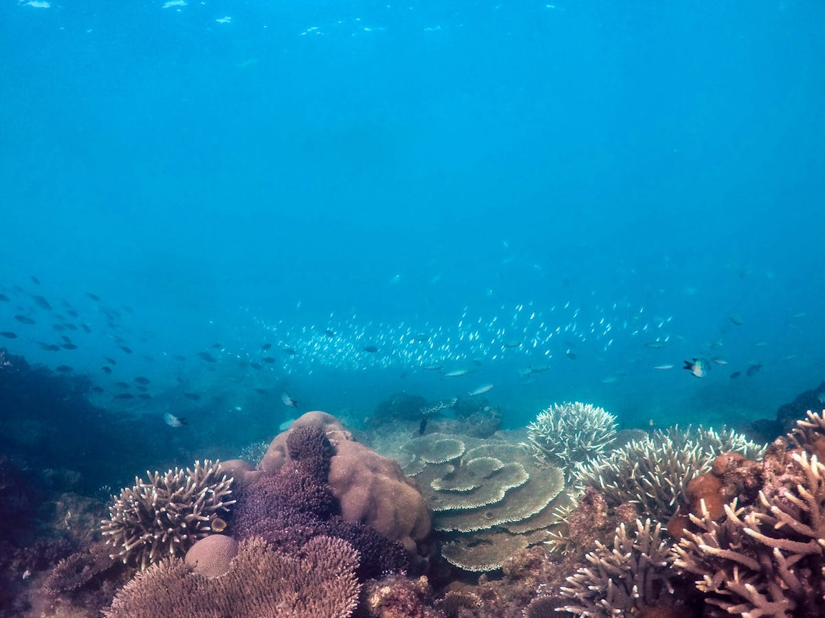 Snorkelling Snorkelling