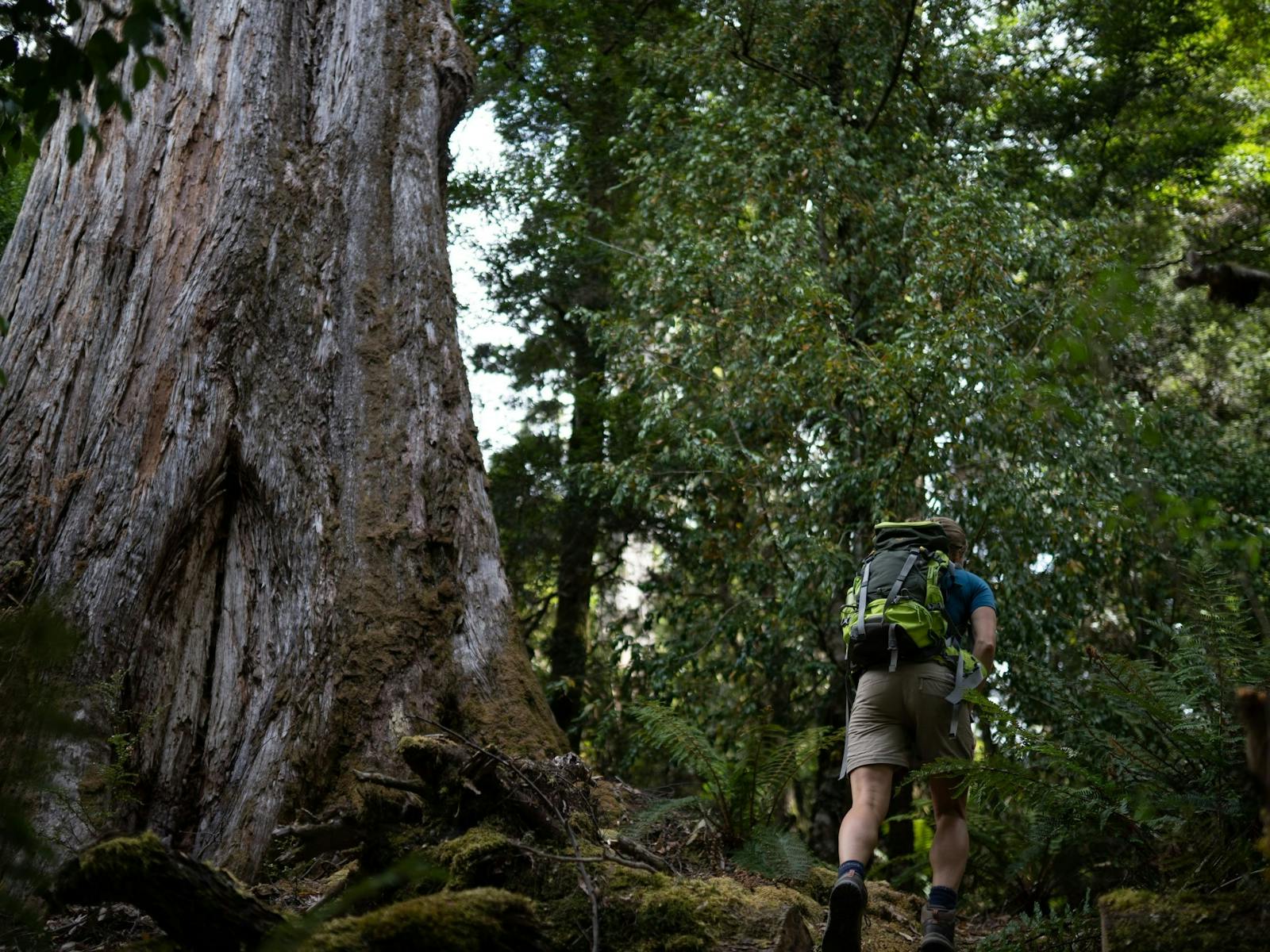 Tarkine Trails