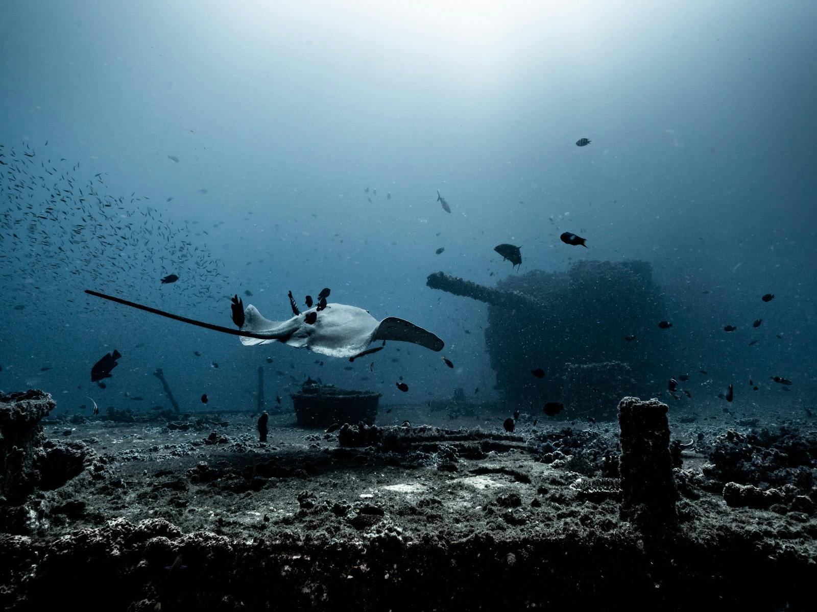 Bull ray swimming on the HMAS Brisbane