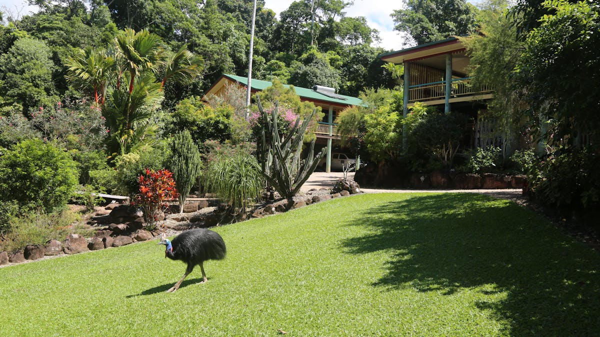 Cassowary walking on the front lawn of Licuala Lodge