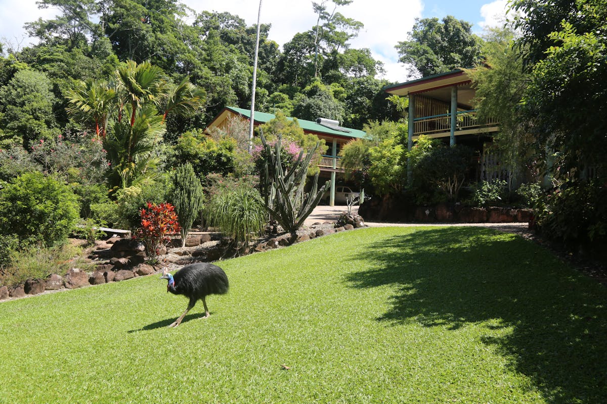 Cassowary walking on the front lawn of Licuala Lodge