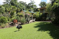 Cassowary walking on the front lawn of Licuala Lodge