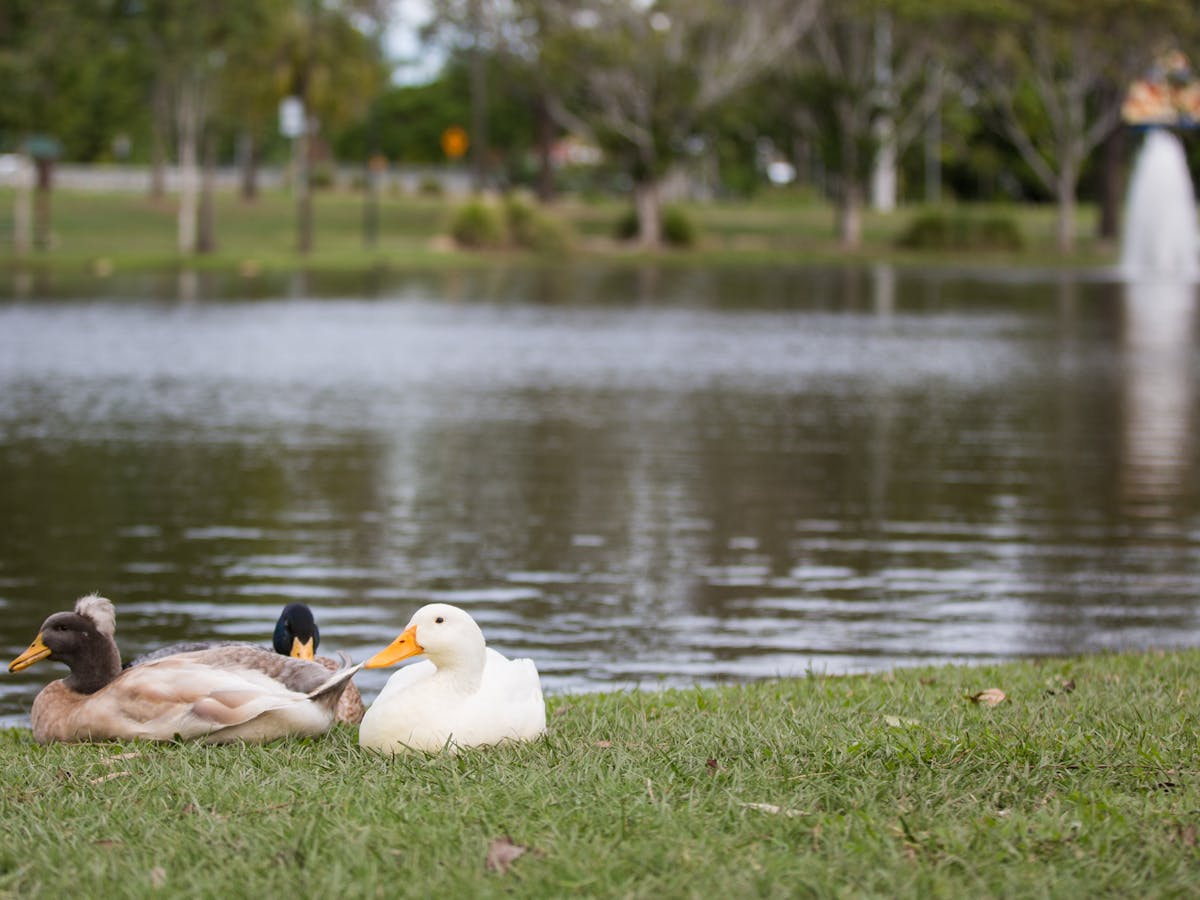 Cententary Lakes Rotary Walk Caboolture