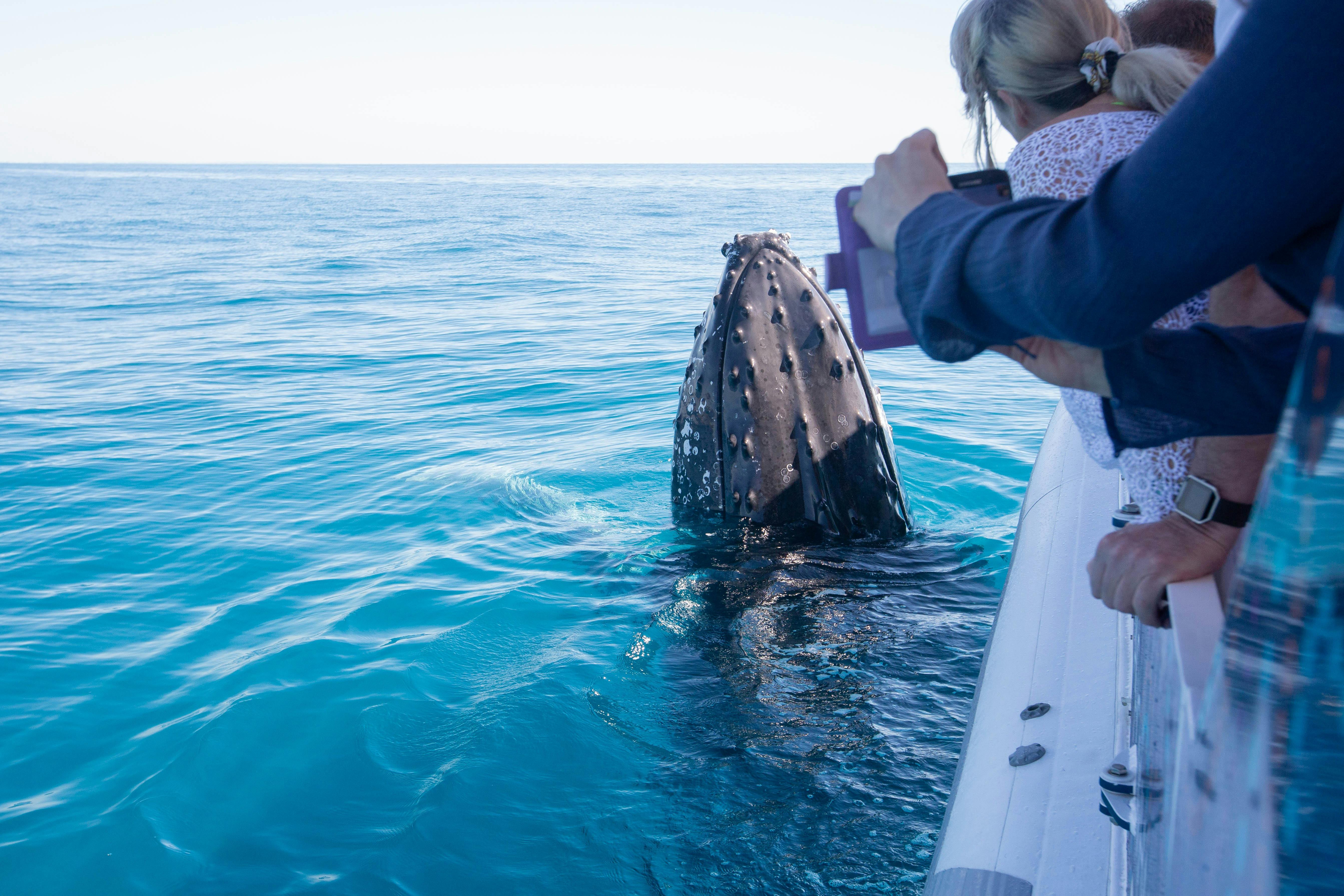 Humpback whale spy hops next to Ocean Defender to the delight of guests