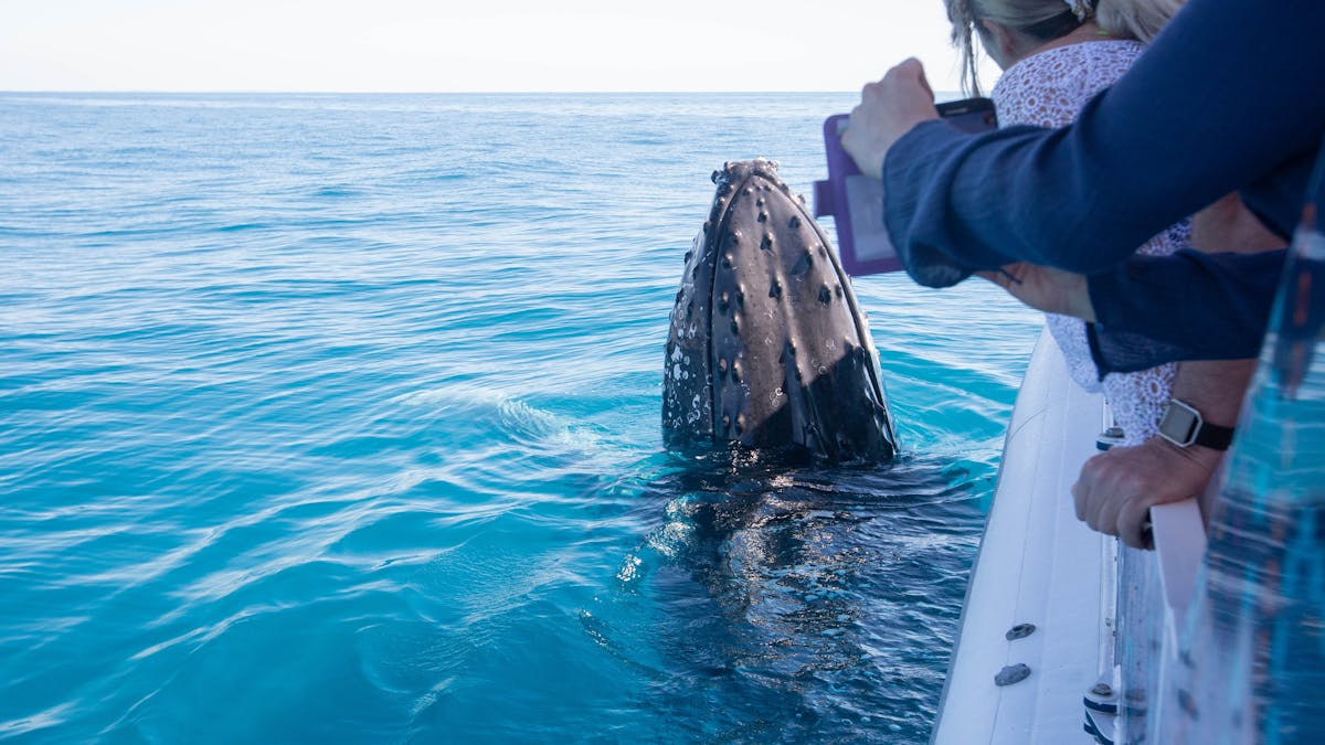 Humpback whale spy hops next to Ocean Defender to the delight of guests