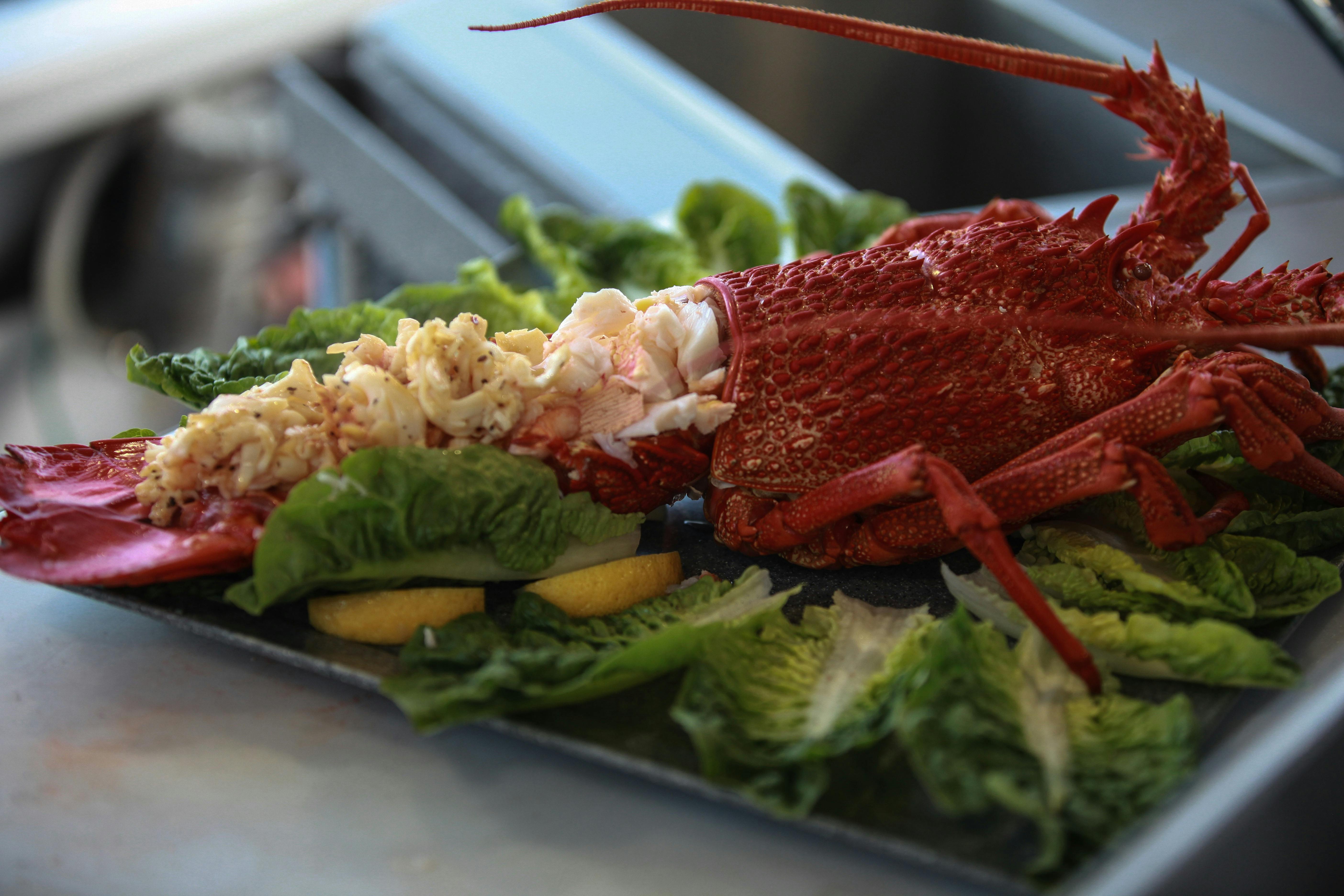 Panfried rock lobster showcased in its shell on lettuce