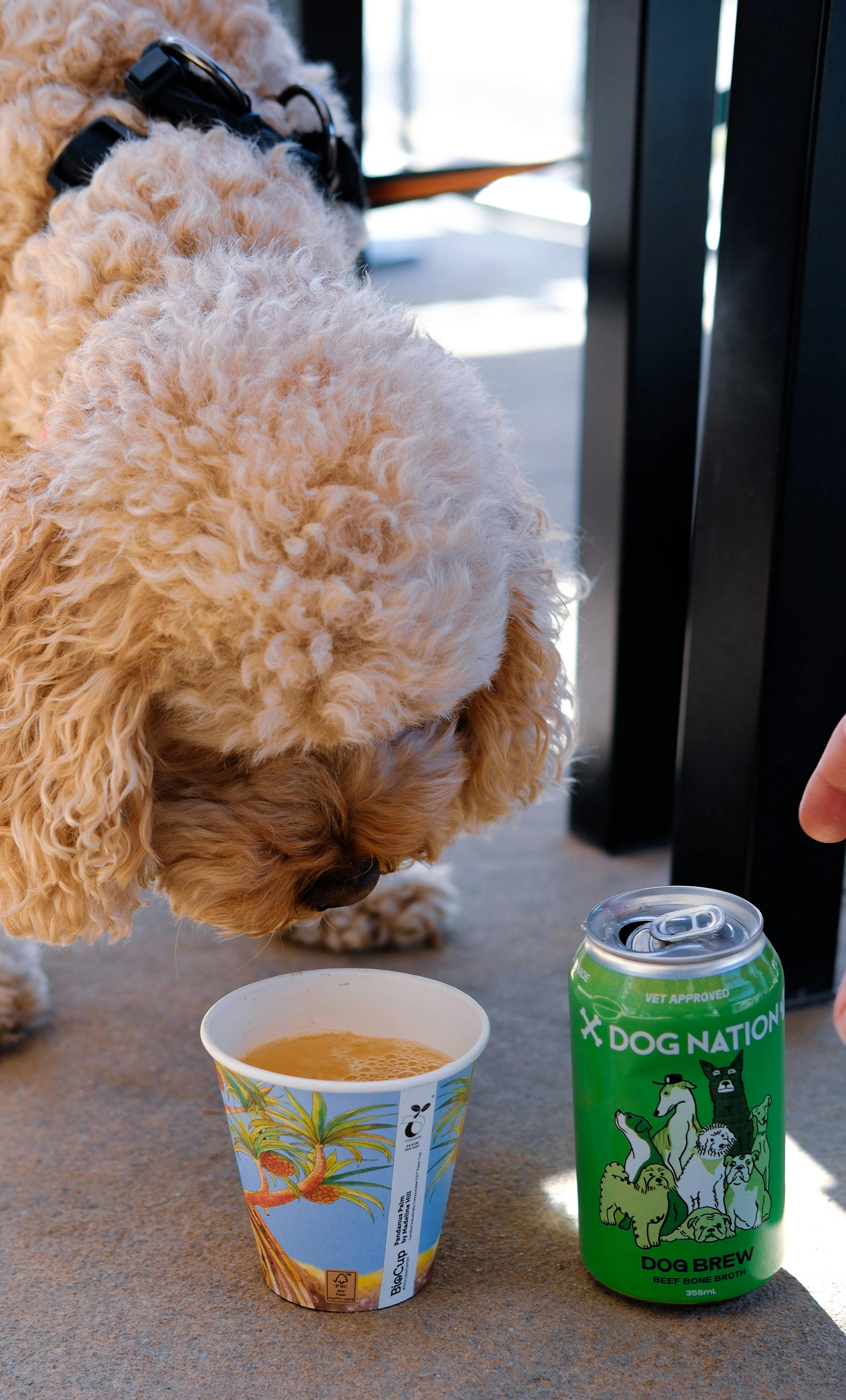 Dog enjoying our dog beer, specially made from beef bones.