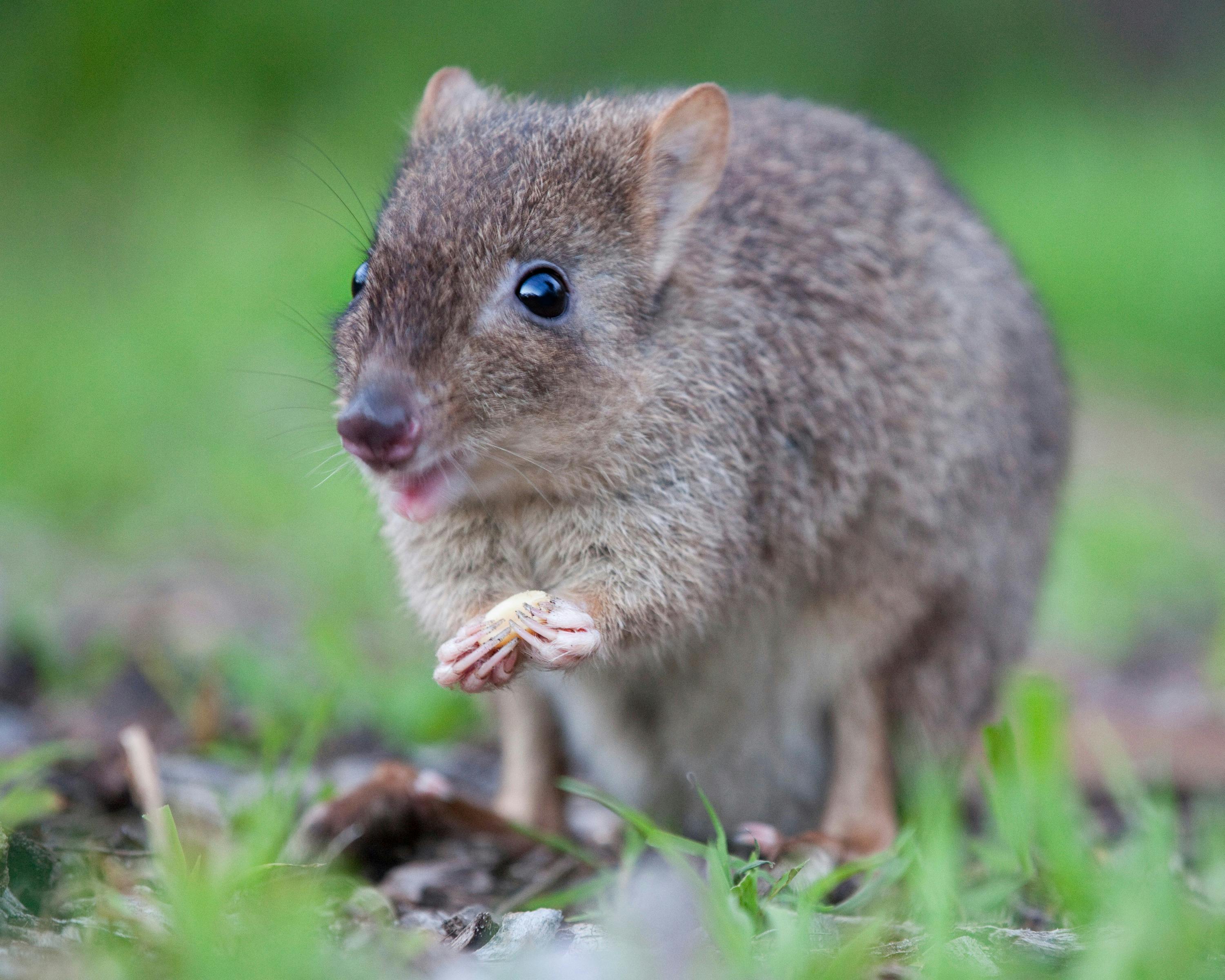 Meet our wildlife at Whiteman Park
