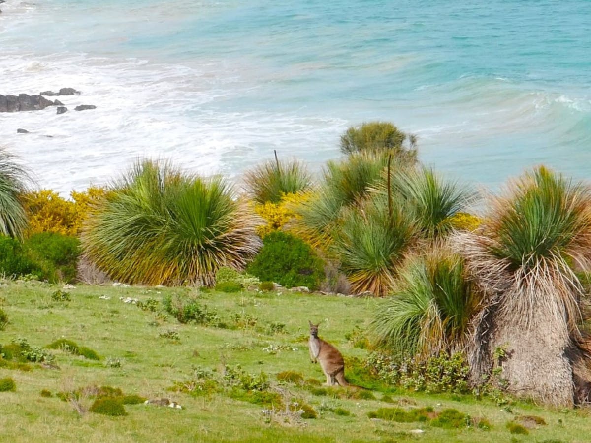 Kangaroo at the Stunning Boat Harbour