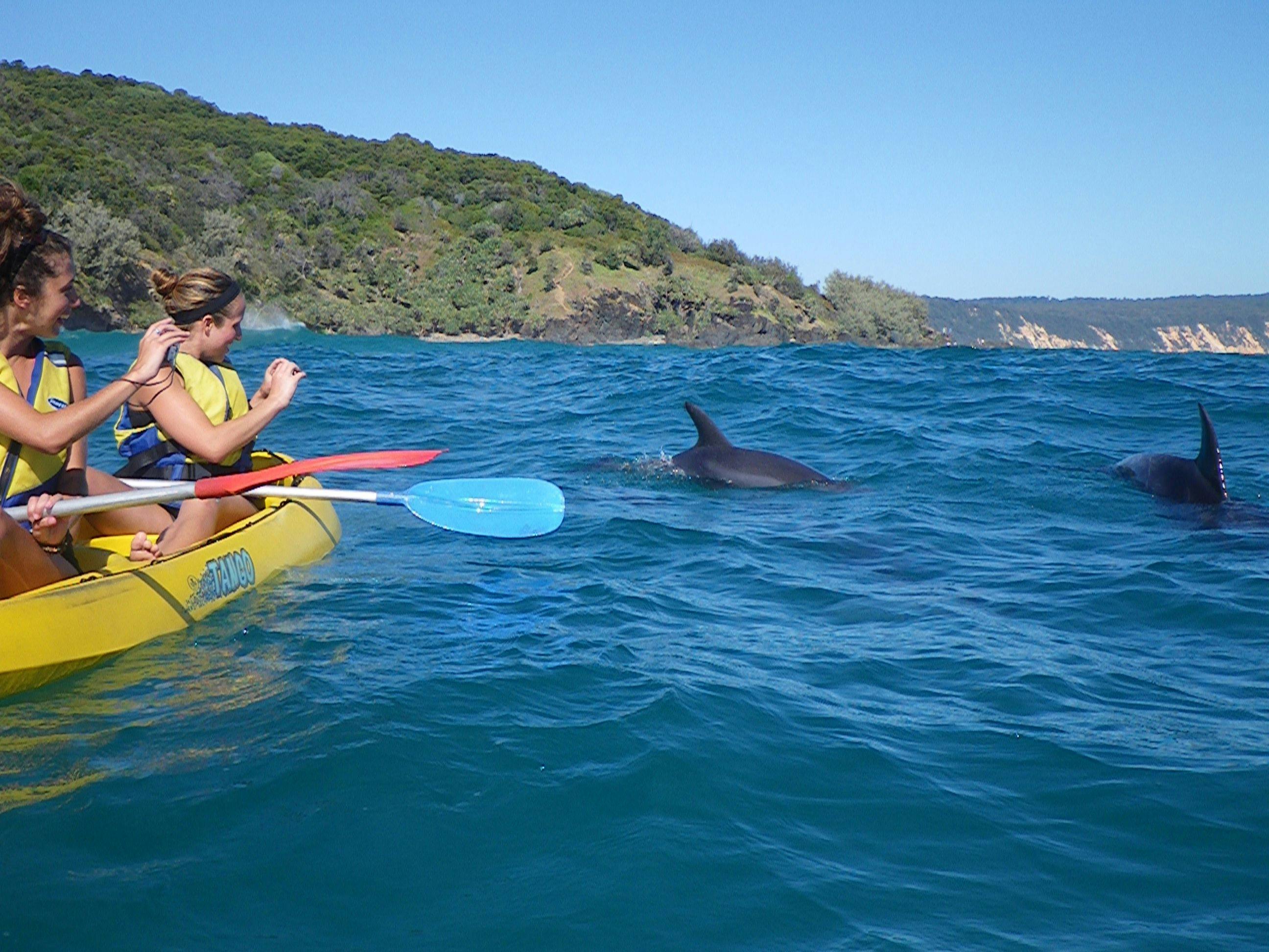 dolphin tour kayaking noosa