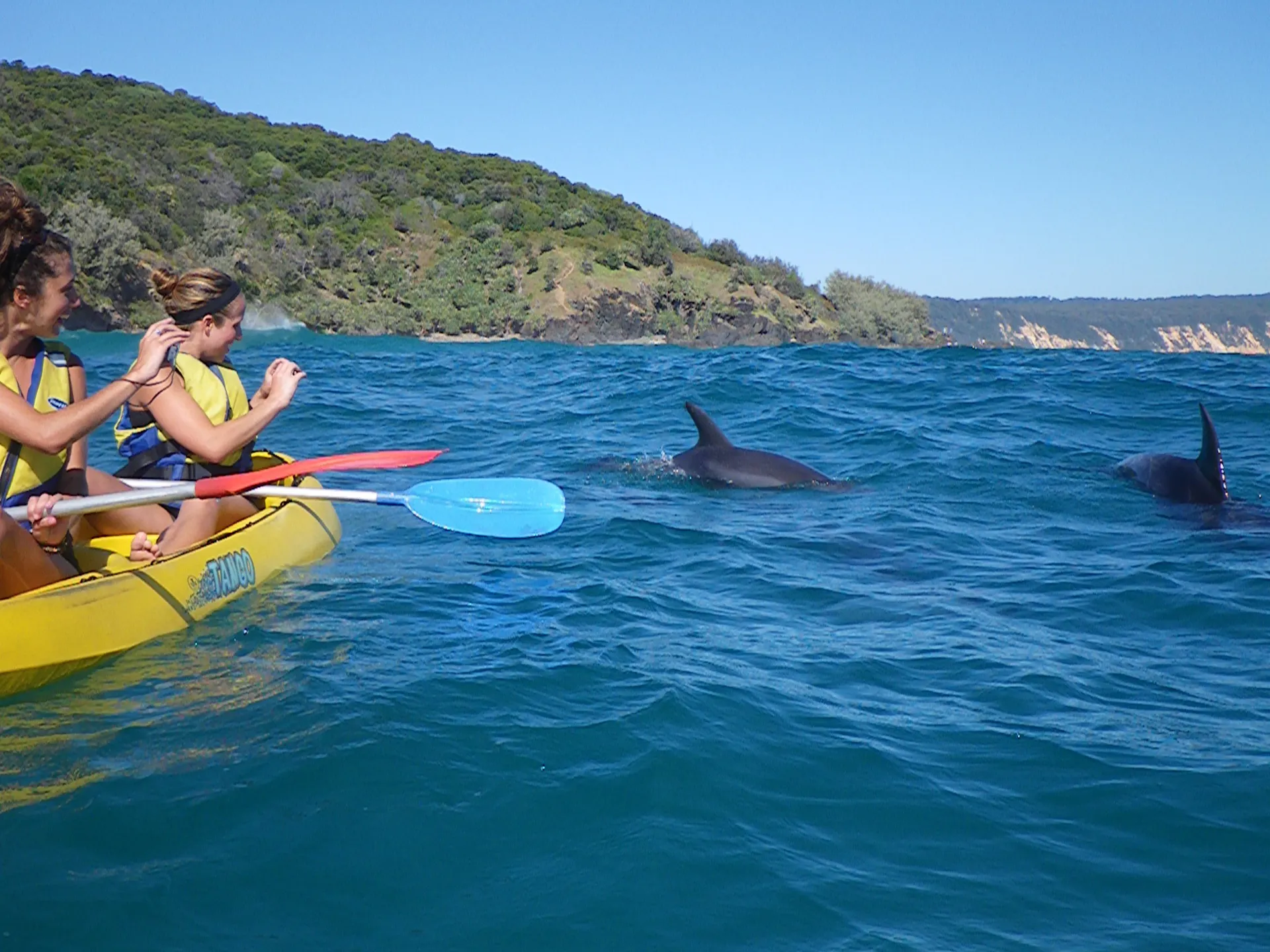 dolphin tour kayaking noosa