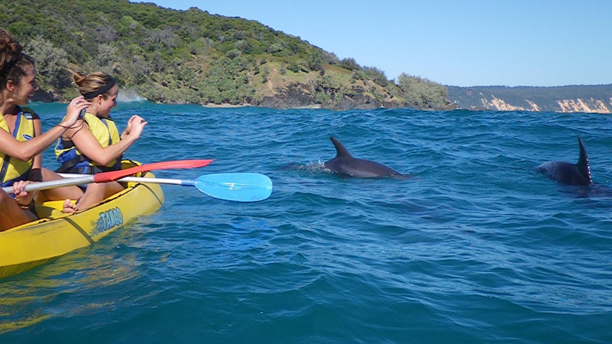 dolphin tour kayaking noosa