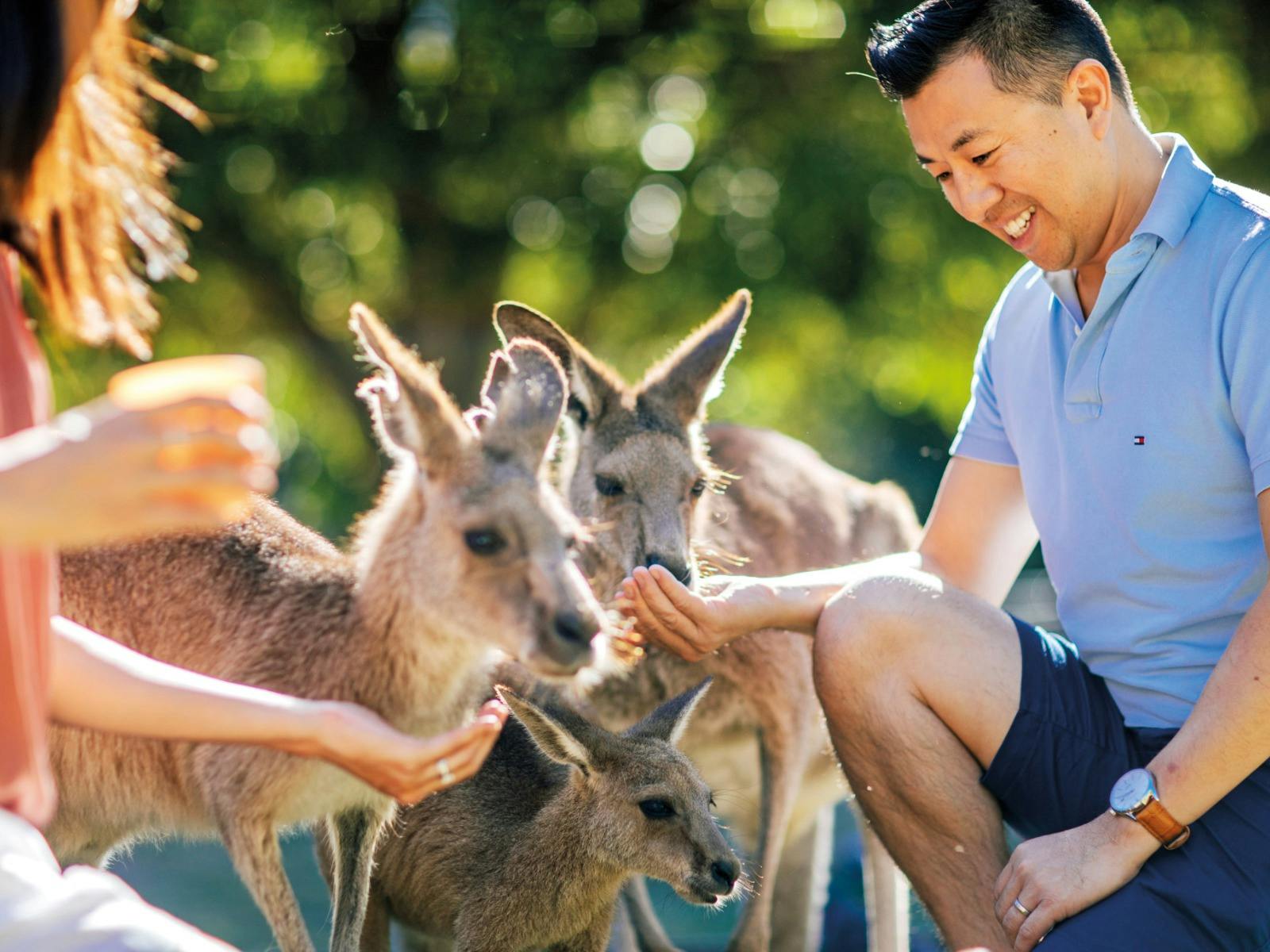 Hand-feed kangaroos! This is as close as you'll ever get to these iconic marsupials