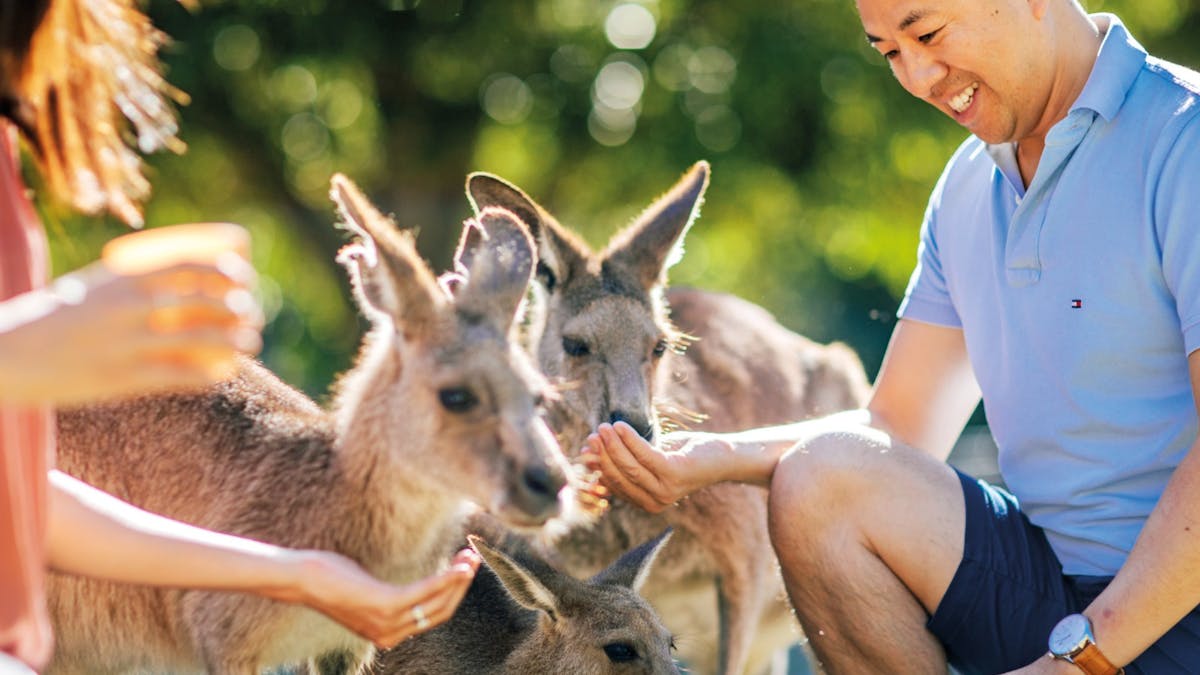 Couple hand-feeding three kangaroos with green trees in the background.
