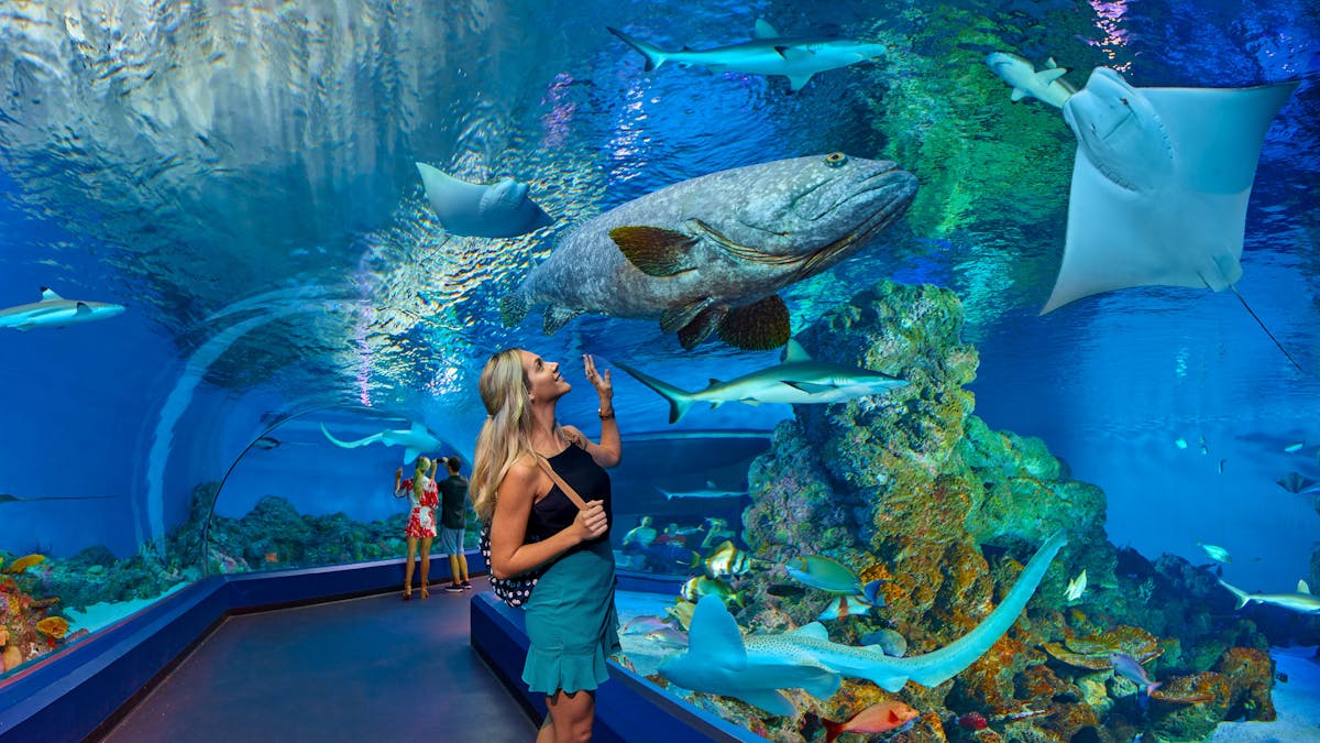 Cairns Aquarium Hero