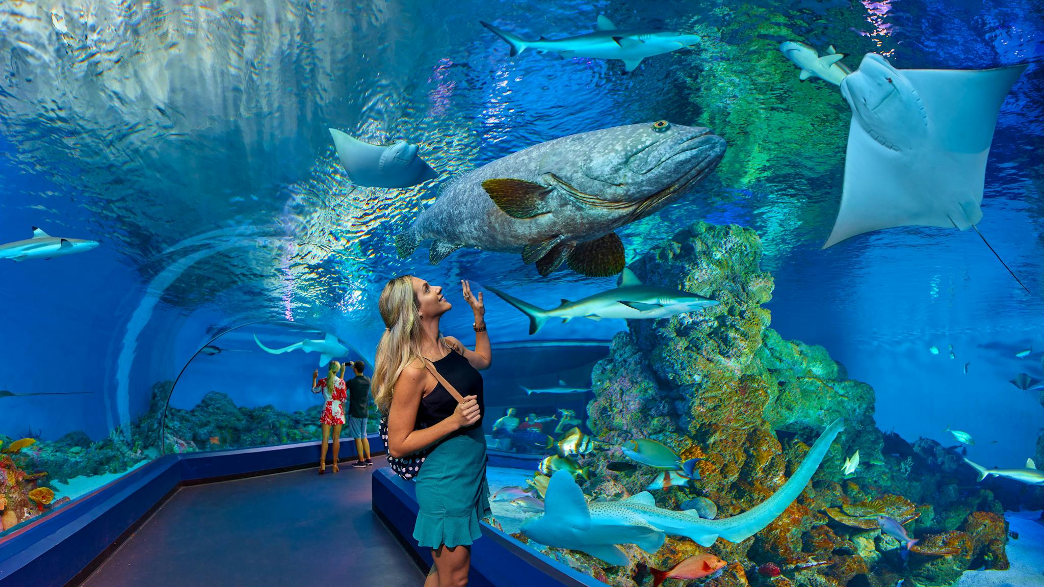 Cairns Aquarium Hero Cairns Aquarium Hero