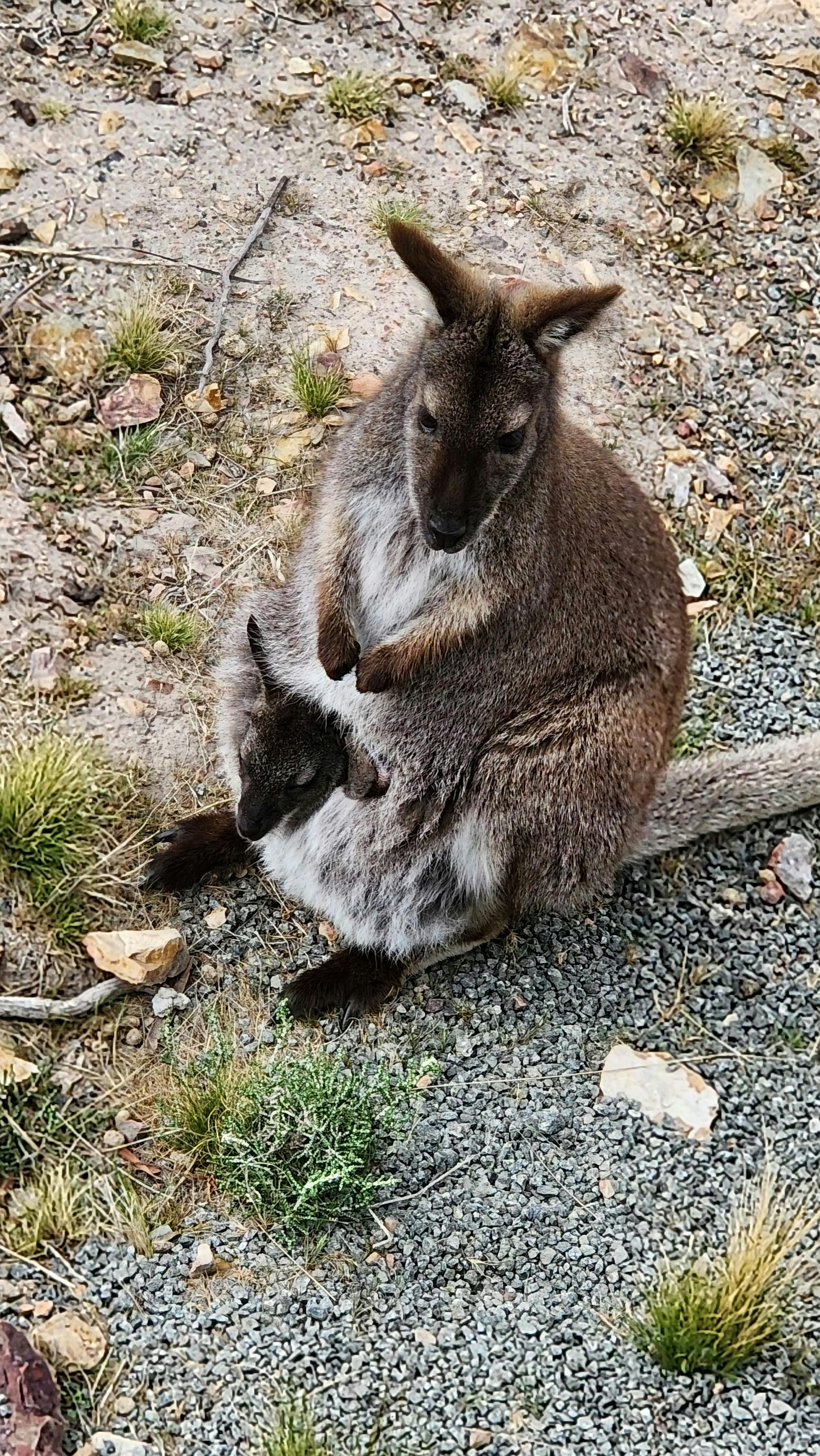 Wallaby with a young joey resting in the natural bushland at Mt Rumney
