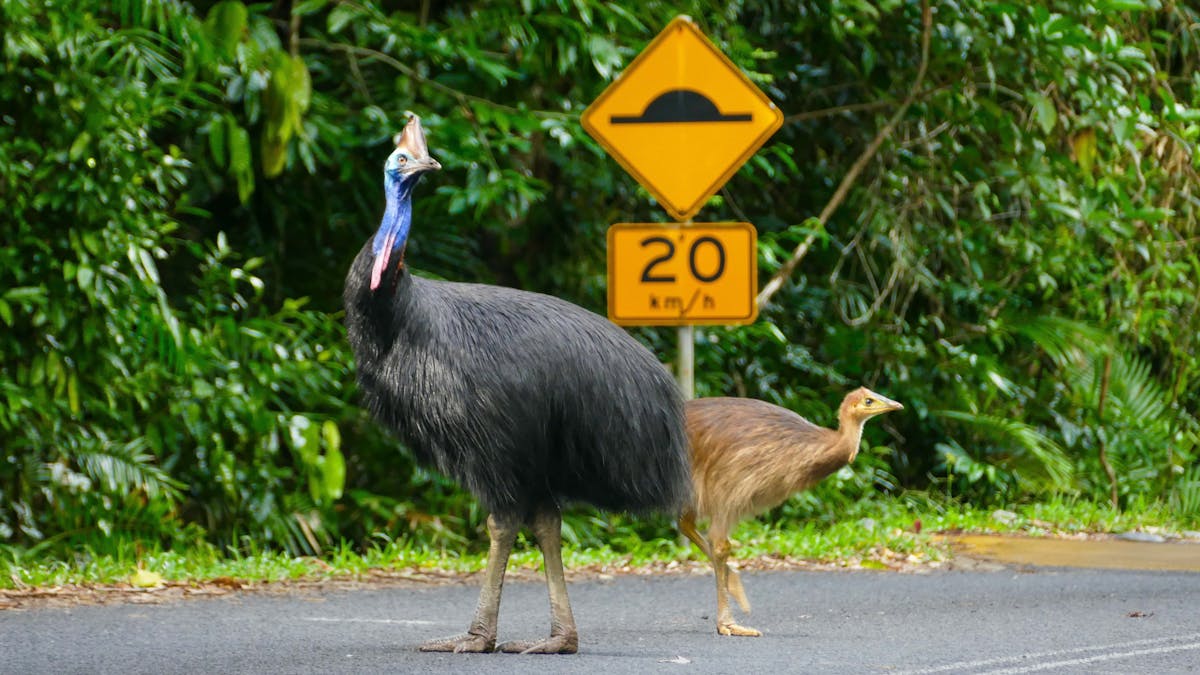Wild life Spotting Daintree rainforest , private tour