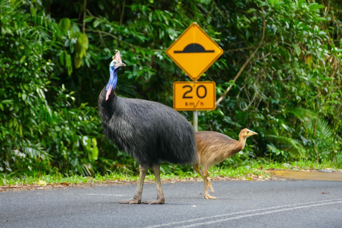 Wild life Spotting Daintree rainforest , private tour