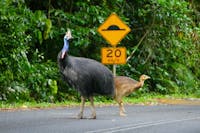 Wild life Spotting Daintree rainforest , private tour