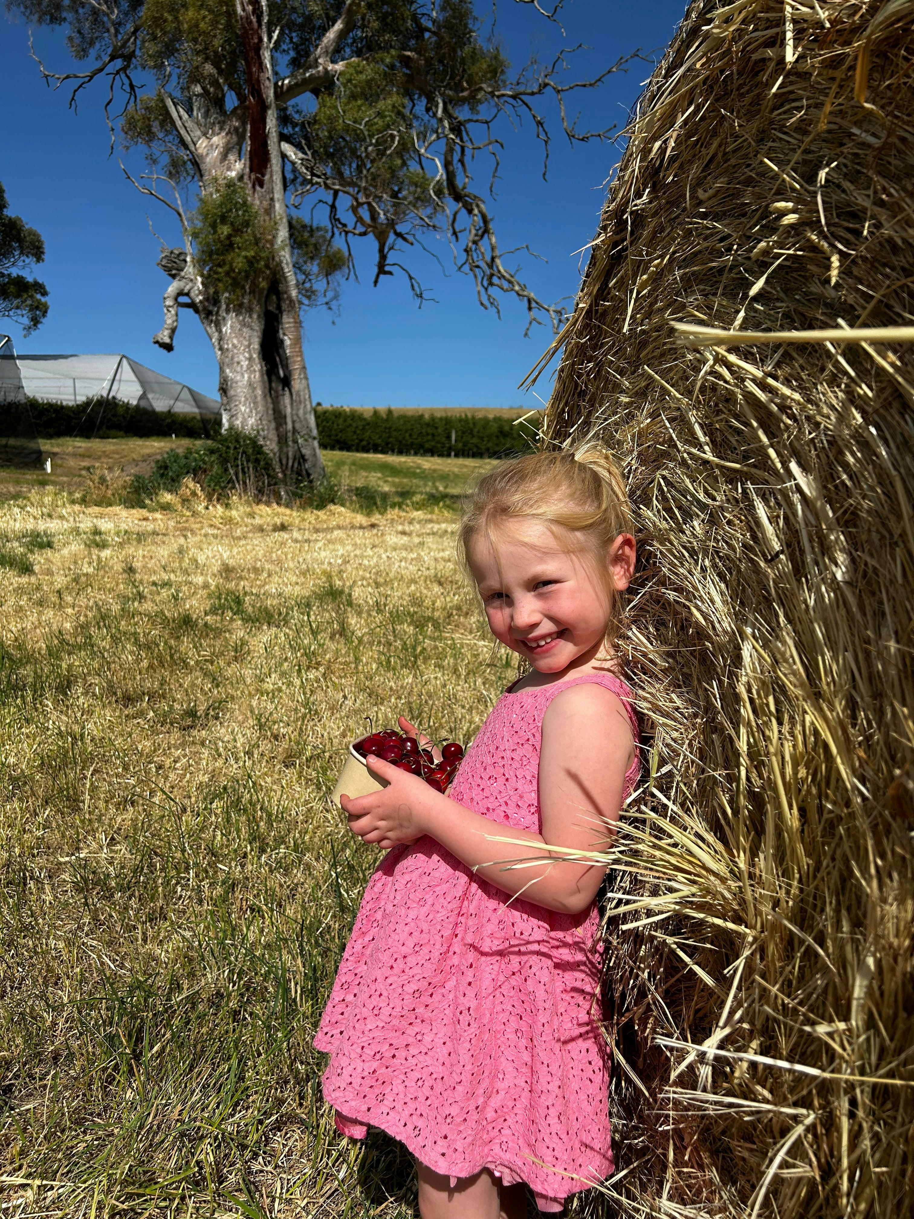 pick your own cherries