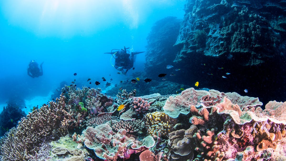 Two scuba divers swimming amongst  colourful coral reef