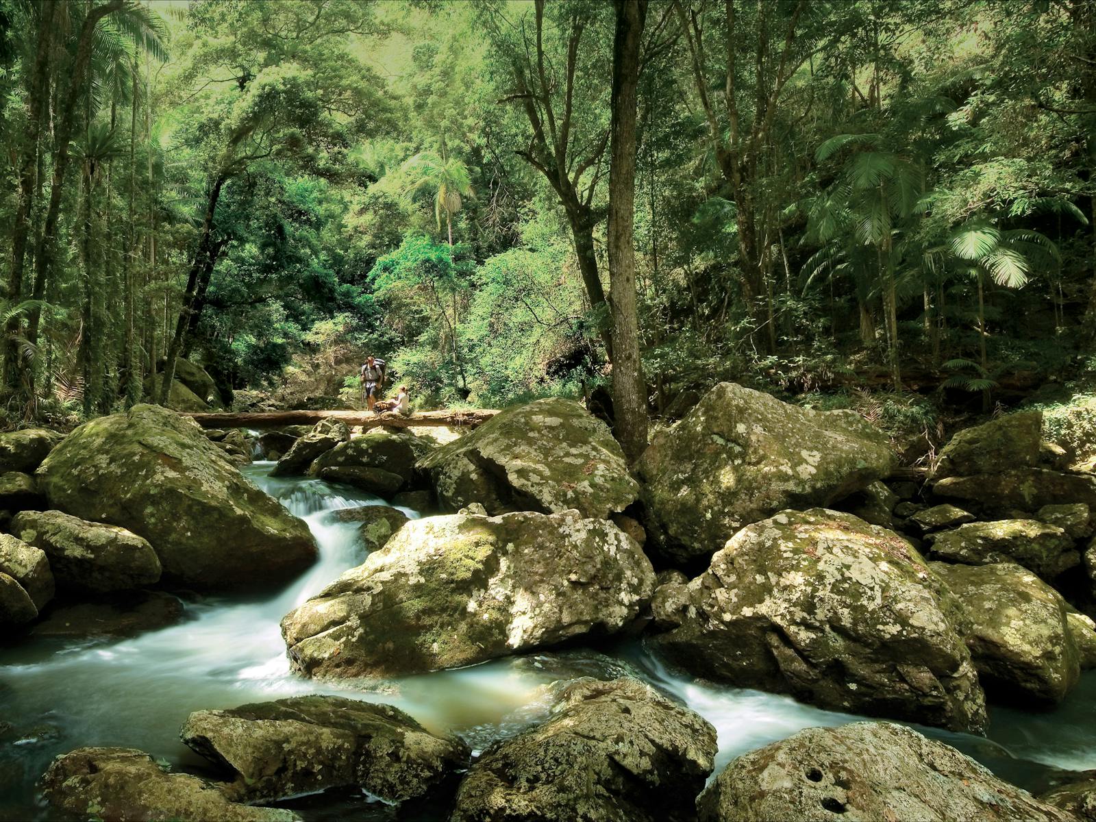Sunshine Coast Hinterland Great Walk