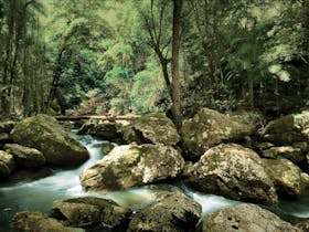 Sunshine Coast Hinterland Great! Walk