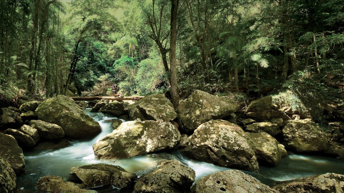 Sunshine Coast Hinterland Great! Walk